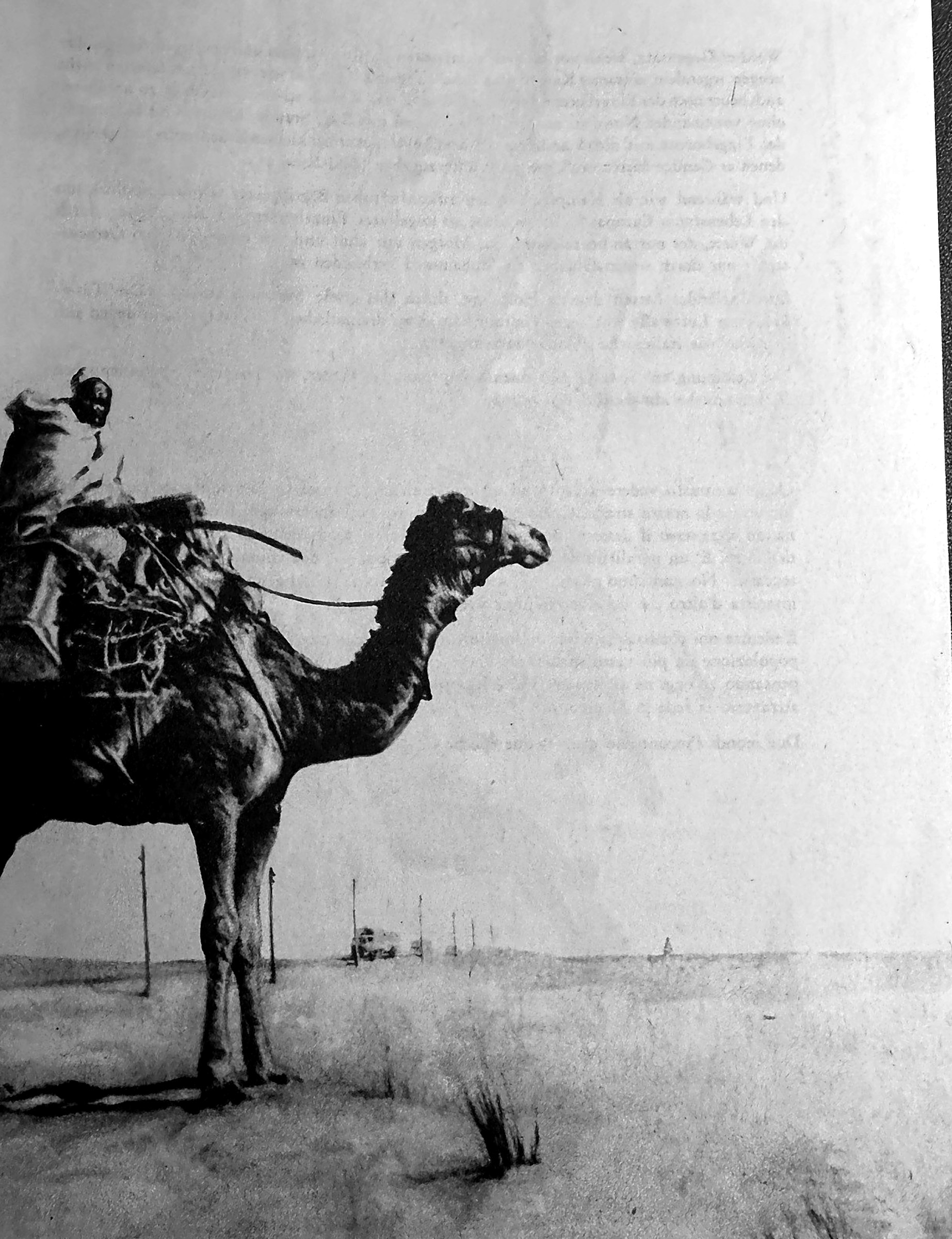 Cammelliere nel deserto presso Sirte